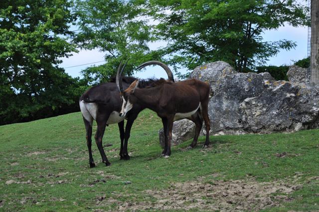 min 2013 07 06 beauval 086